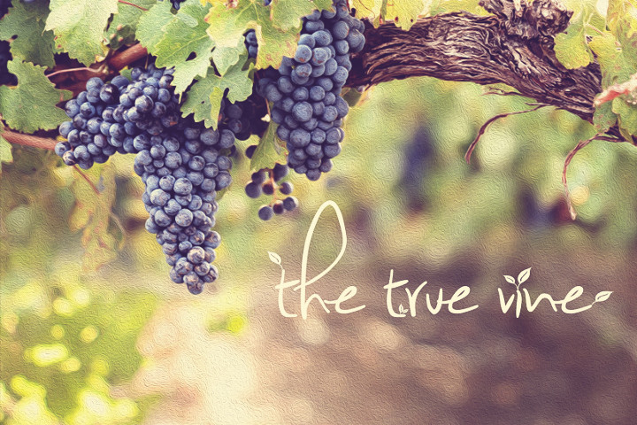 The True Vine (Week 7): Now the Spirit